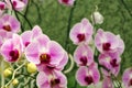 Close up of orchids bouquet with natural background, beautiful blooming orchid flower in the garden