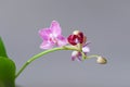 Close-up at orchids flower cluster. Stages of blooming, from unopened bud to fully opened and blooming flower. Orchidaceae