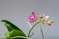 Close-up at orchids flower cluster. Stages of blooming, from unopened bud to fully opened and blooming flower. Orchidaceae