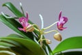 Close-up at orchids flower cluster. Stages of blooming, from unopened bud to fully opened and blooming flower. Orchidaceae