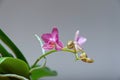Close-up at orchids flower cluster. Stages of blooming, from unopened bud to fully opened and blooming flower. Orchidaceae