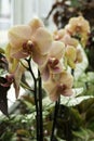 Close up of Orchids