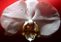 Close up of an Orchids tears