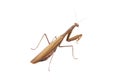Mantis ordinary or mantis religious, isolated on white background Royalty Free Stock Photo