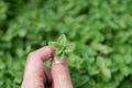 Close up oregano in hand with blurred oregano bush on the background / food ingredient / nature and abstract concept / Close up le