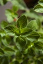 Close up of an oregano herb leaf