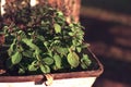 Oregano plant in a rusty grape harvest bucket