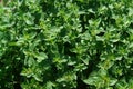 A close up of oregano plants (Origanum vulgare) focus