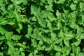 A close up of oregano plants Origanum vulgare covered with dew, growing in the garden, top view