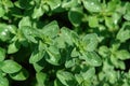 A close up of oregano plants (Origanum vulgare), growing in the garden, selective focus, top view