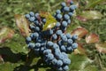 close-up: Oregon grape Mahonia branch dark blue grape berries Royalty Free Stock Photo