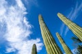 Close up of the organ pipe cactus in Arizona, looking up to a blue sky with clouds, in Organ PIpe National Monument Royalty Free Stock Photo