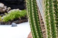 Close-up of Organ pipe cactus. Stenocereus thurberi Royalty Free Stock Photo