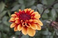 Close-up of organge red Chrysanthemum flower. Royalty Free Stock Photo