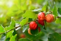 Organic Acerola Cherry fruits on tree