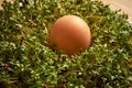 Close up on organic boiled chicken egg on cress sprouts Royalty Free Stock Photo