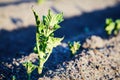 Close-up at organic cultivation of potatoes.. Royalty Free Stock Photo