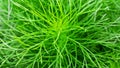 Close-up organic dill leaf green nature background