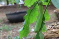 Close up, organic eggplant, vegetables in the garden, planted in nature For cooking Royalty Free Stock Photo