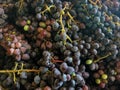 Close-up of Gorgeous Organic Grapes, Greens, Reds, Deep Purples, at Farmer`s Market Royalty Free Stock Photo