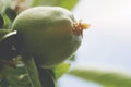 Close up of Organic green apples with dew drops hanging on apple tree branch in the garden Royalty Free Stock Photo