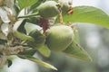 Close up of Organic green apples with dew drops hanging on apple tree branch in the garden Royalty Free Stock Photo