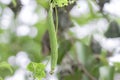 Organic Healthy Hybrid Thai Variety Luffy fresh green fruit hanging from Luffa vine in Luffa home garden