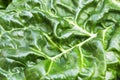 Close up of a organic and homegrown swiss chard leaf