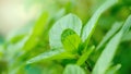 Close up the organic Mint Spearmint Peppermint Leaf tree