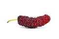 Organic Red Mulberry fruits