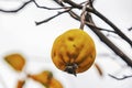 Organic and natural quince fruit on tree branch in nature