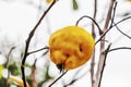 Organic and natural quince fruit on tree branch in nature