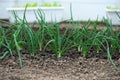 Close-up of organic onion plants growng in a greenhouse Royalty Free Stock Photo