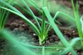 Close-up of organic onion plants growng in a greenhouse Royalty Free Stock Photo