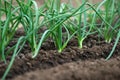 Close-up of organic onion plants growng in a greenhouse Royalty Free Stock Photo