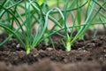 Close-up of organic onion plants growng in a greenhouse Royalty Free Stock Photo