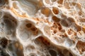 Close up of organic porous structure, possibly shell macro nature wallpaper background