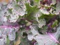 Close up of organic purple kale leaves with raindrops ready to be harvested in autumn Royalty Free Stock Photo