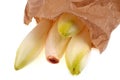 Fresh and organic endives coming out of a paper bag close-up on white background Royalty Free Stock Photo