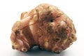 Close up on organic raw Jerusalem artichoke tuber on white background.