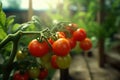 red cherry tomato growing on vine