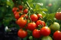 red cherry tomato growing on vine