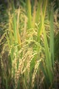 Close-up rice grain in terrace paddy rice field in Sapa, Vietnam Royalty Free Stock Photo