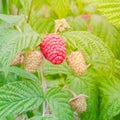 Organic ripe raspberry growing on tree in Washington, USA