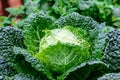 Close up of organic savoy cabbage in field Royalty Free Stock Photo