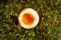 Close up on organic soft boiled egg on cress sprouts Royalty Free Stock Photo