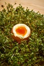 Close up on organic soft boiled egg on cress sprouts Royalty Free Stock Photo