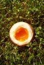 Close up on organic soft boiled egg on cress sprouts Royalty Free Stock Photo