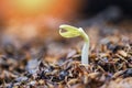 Close up Organic Sprouting beans on Cultivated soil - bean sprout seed growing out of ground agriculture Royalty Free Stock Photo