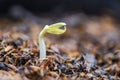 Close up Organic Sprouting beans on Cultivated soil - bean sprout seed growing out of ground agriculture Royalty Free Stock Photo